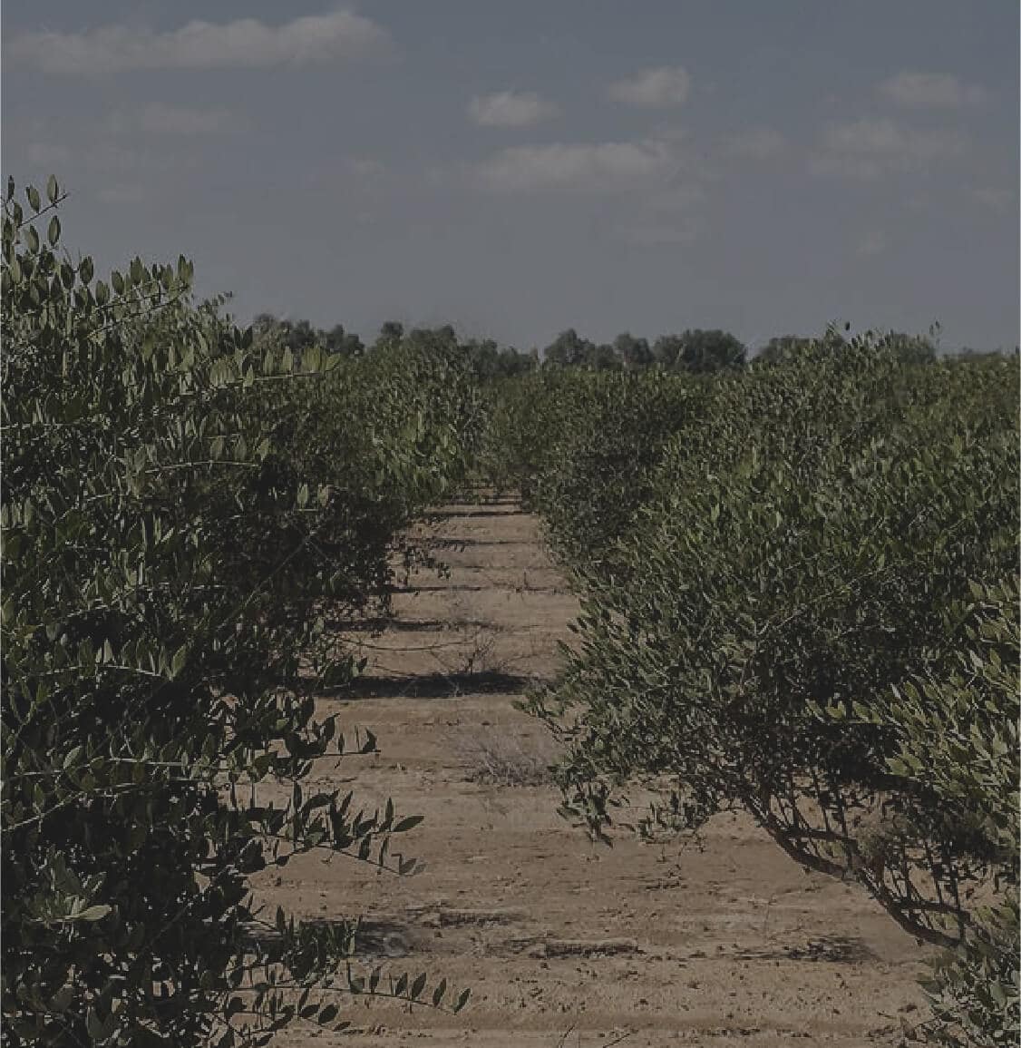 skin care | marlmarl