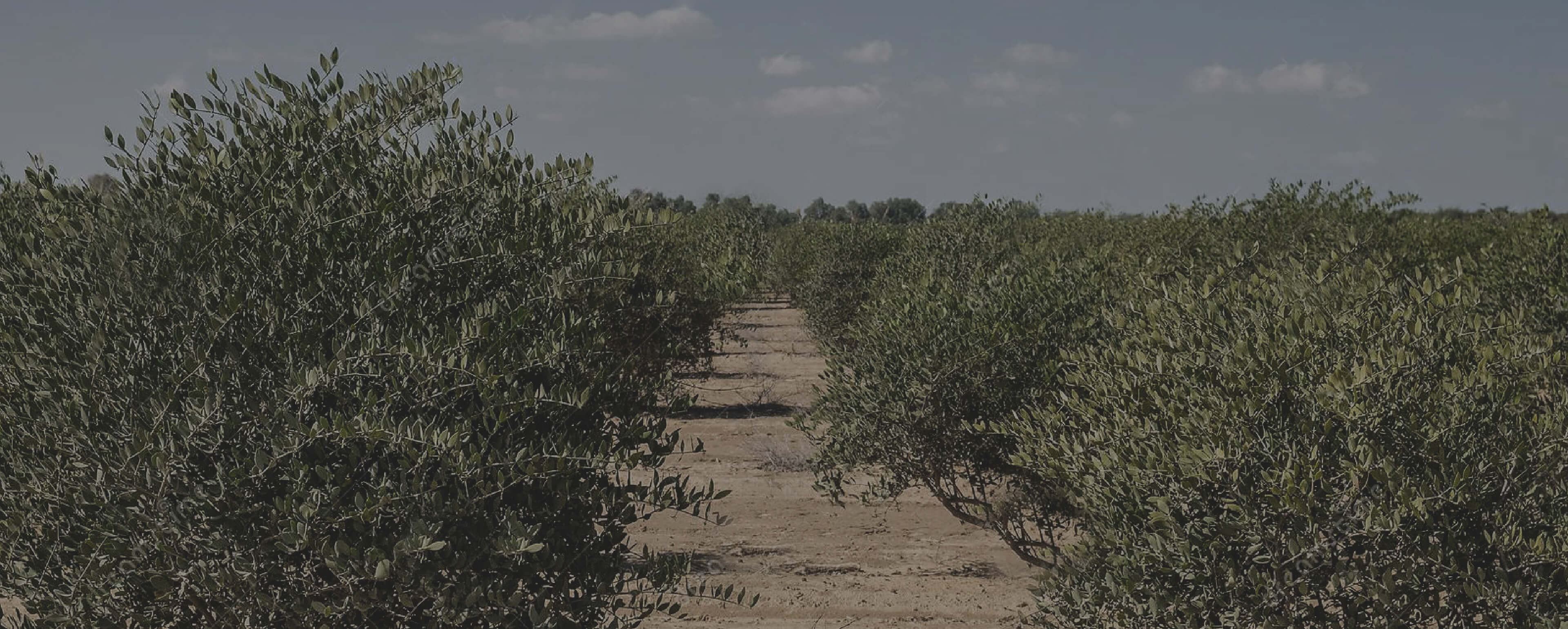 skin care | marlmarl